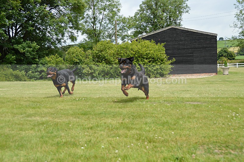 - Rottweilers