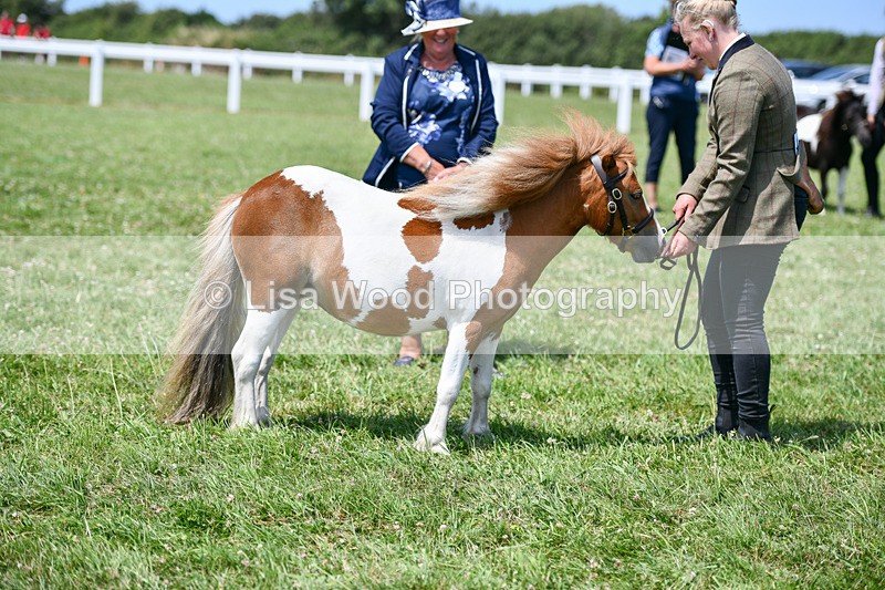 DSC_7371 - Class 62: Coloured Pony Youngstock