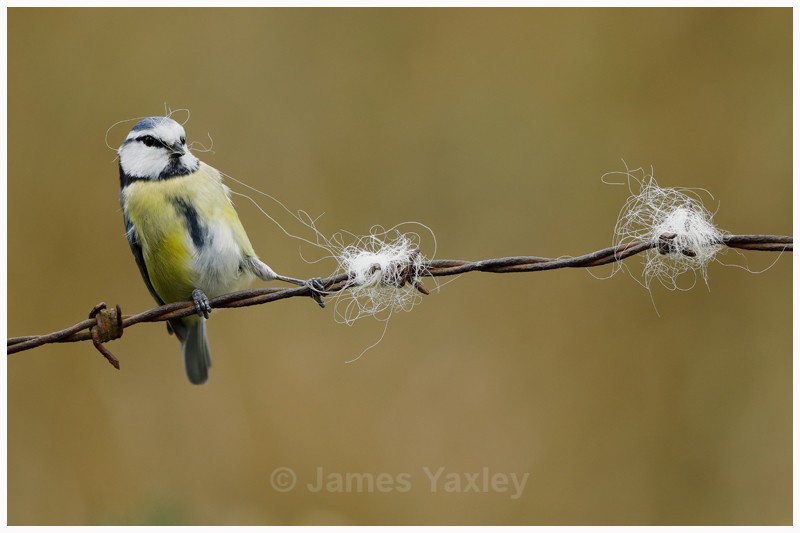 Tug of War - Best of British Wildlife