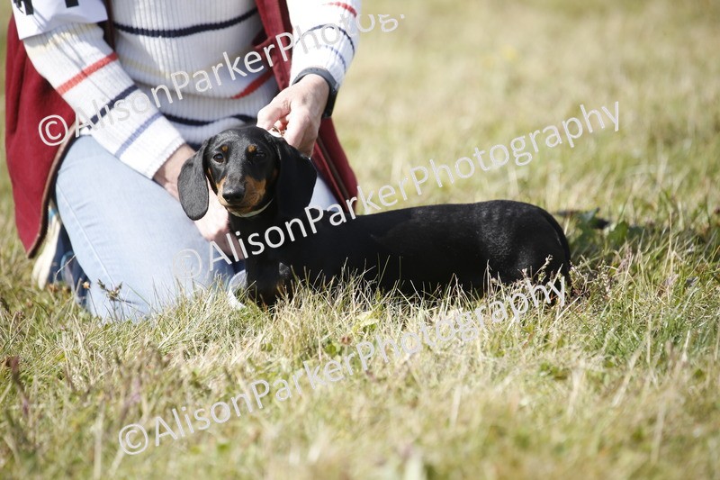 20250831-3788 - Dog Show