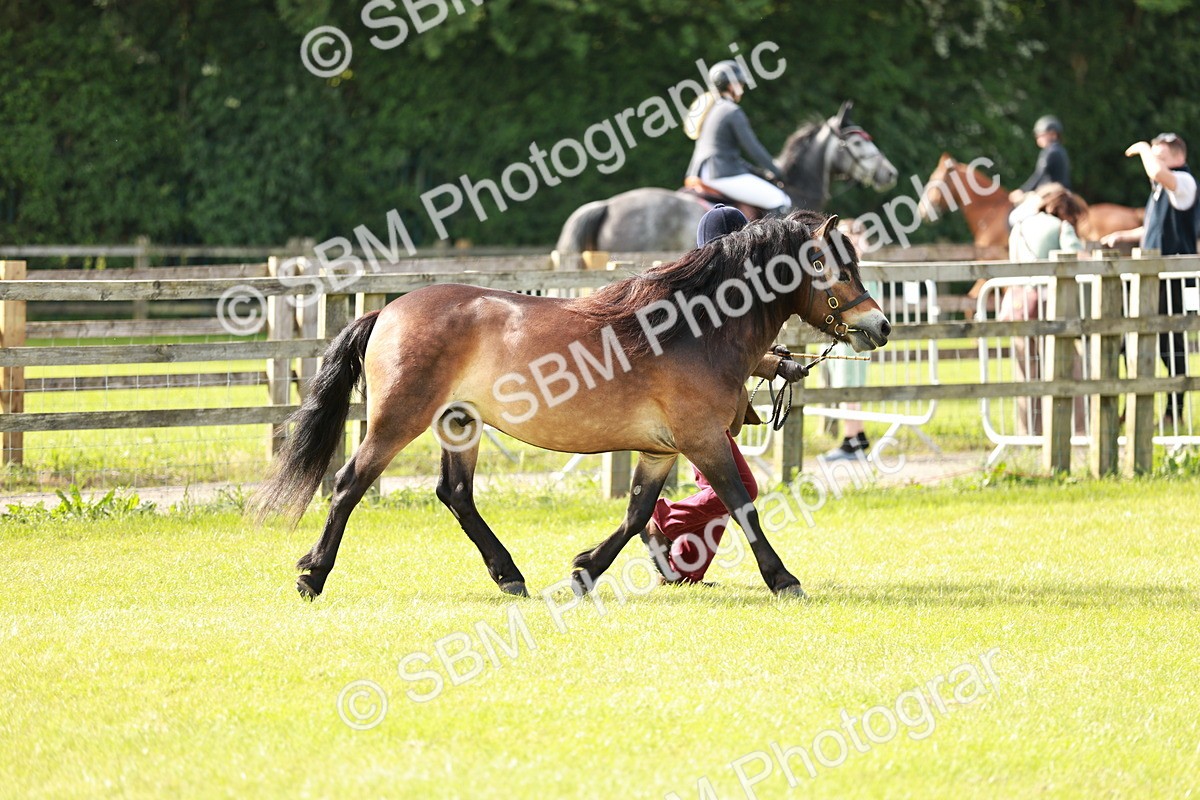 SBM_00642 - Class 14-23 - Mountain & Moorland In Hand Non Welsh