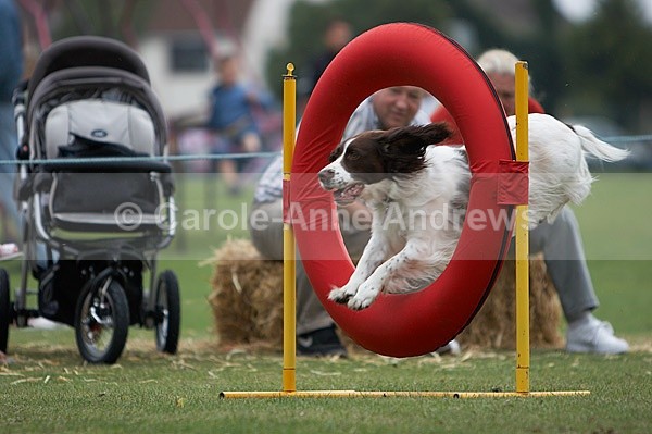  - Tendring Agility Group- St Osyth Summer Fete