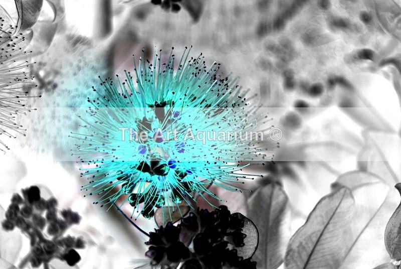 The Art Aquarium - Rachael Inchboard
