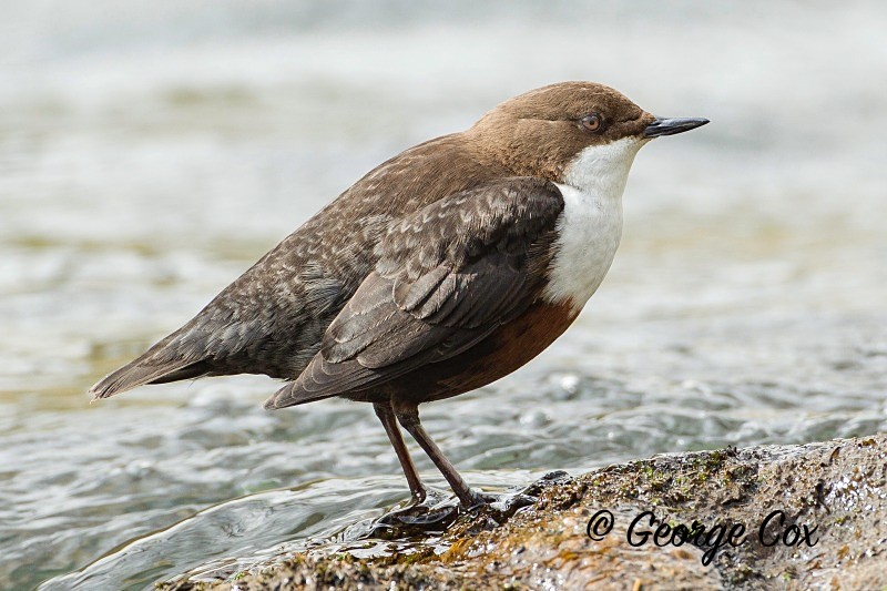 Dipper