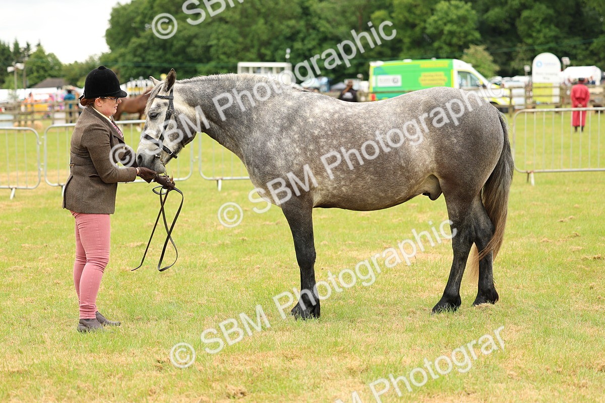 SBM_04051 - Class 64-67 - Shetland Pony In Hand