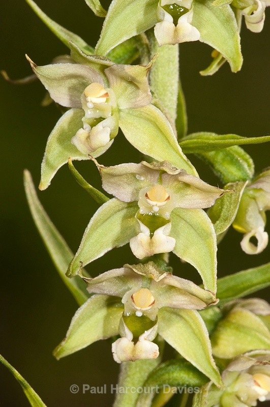  - Orchids - Various