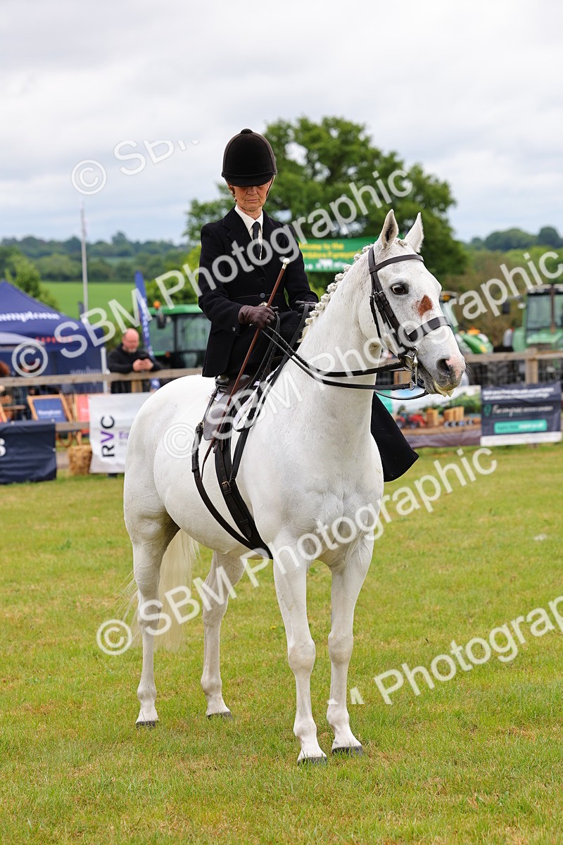 SBM_02776 - Class 9-11 Side Saddle including LIHS Rising Star Ladies Show Horse