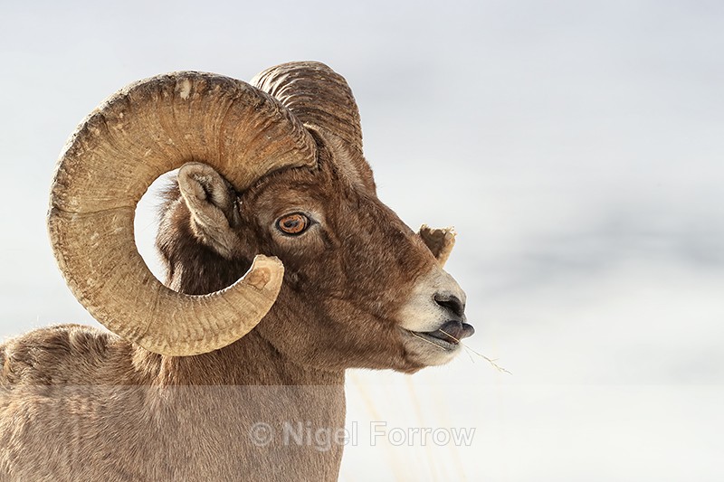 Bighorn Sheep (ram) shows tongue, Yellowstone National Park - Sheep