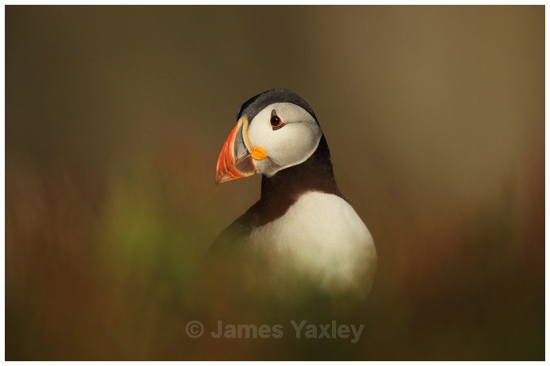 Dream Puffin - Puffins of Skokholm Island