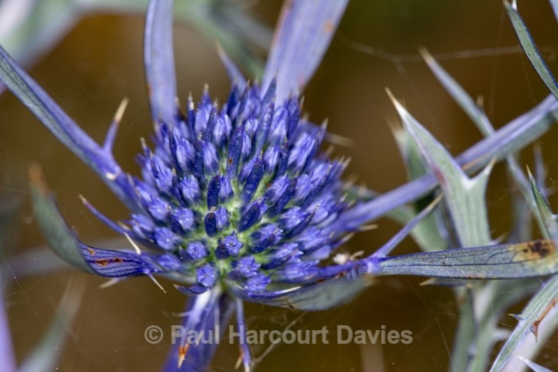 Amethyst eryngo, Italian eryngo (Eryngium amethystinum) - Gargano - Wild Flowers