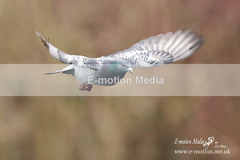 Ferral Pigeon 200313-361a - Nature