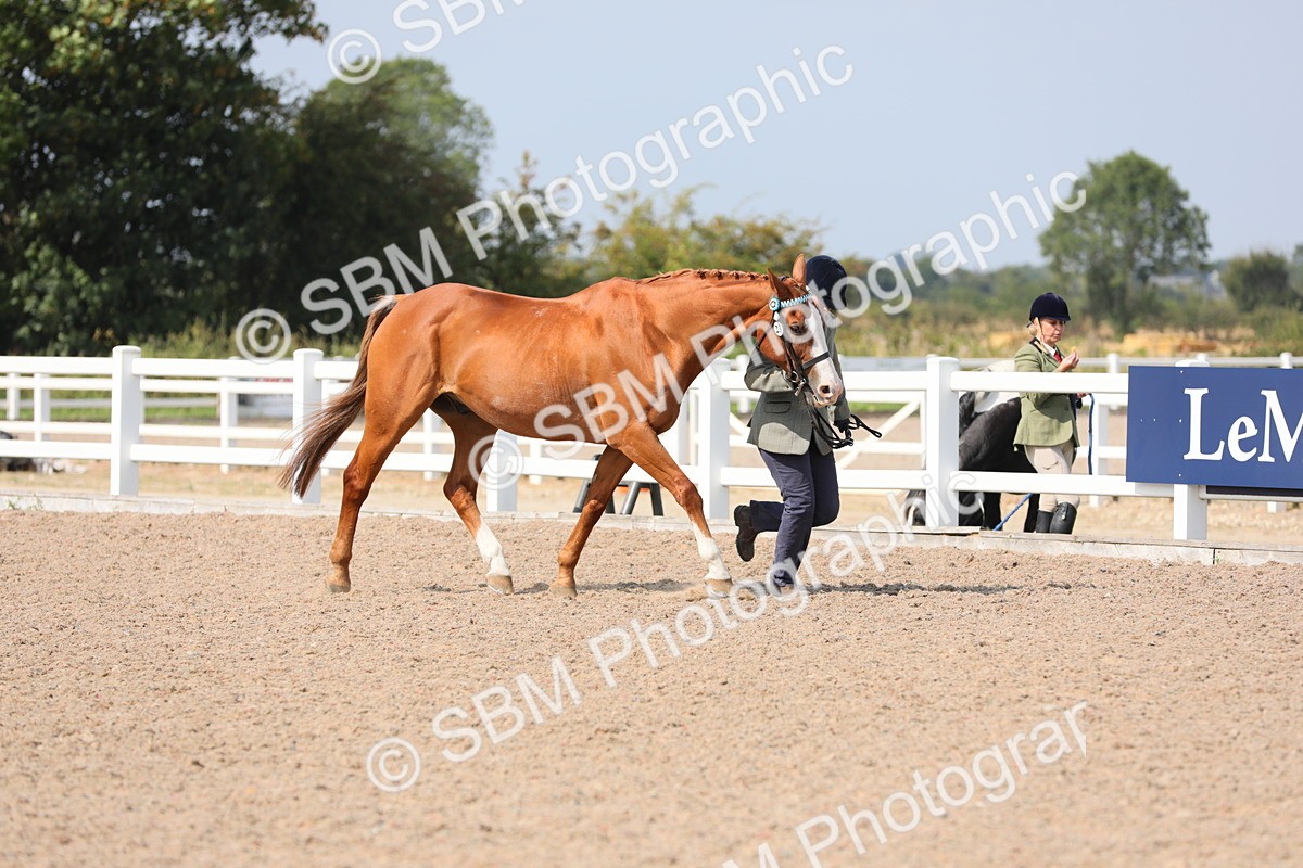 SBM_15688 - Class 312 IH Competition Horse/Pony