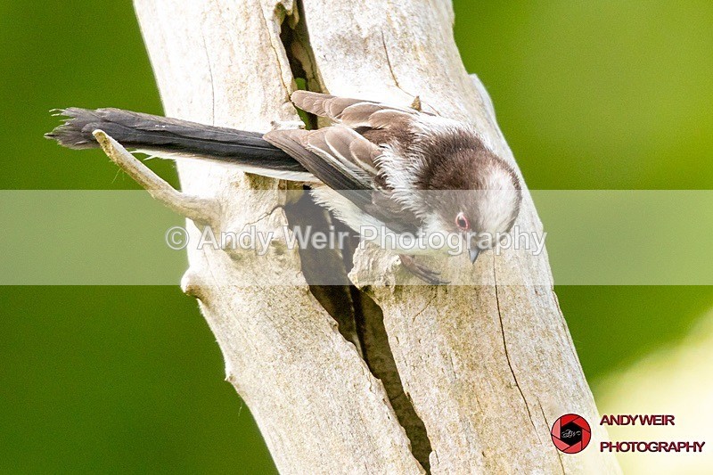 190523-untitled-8E0A2733 - Long-tail Tit