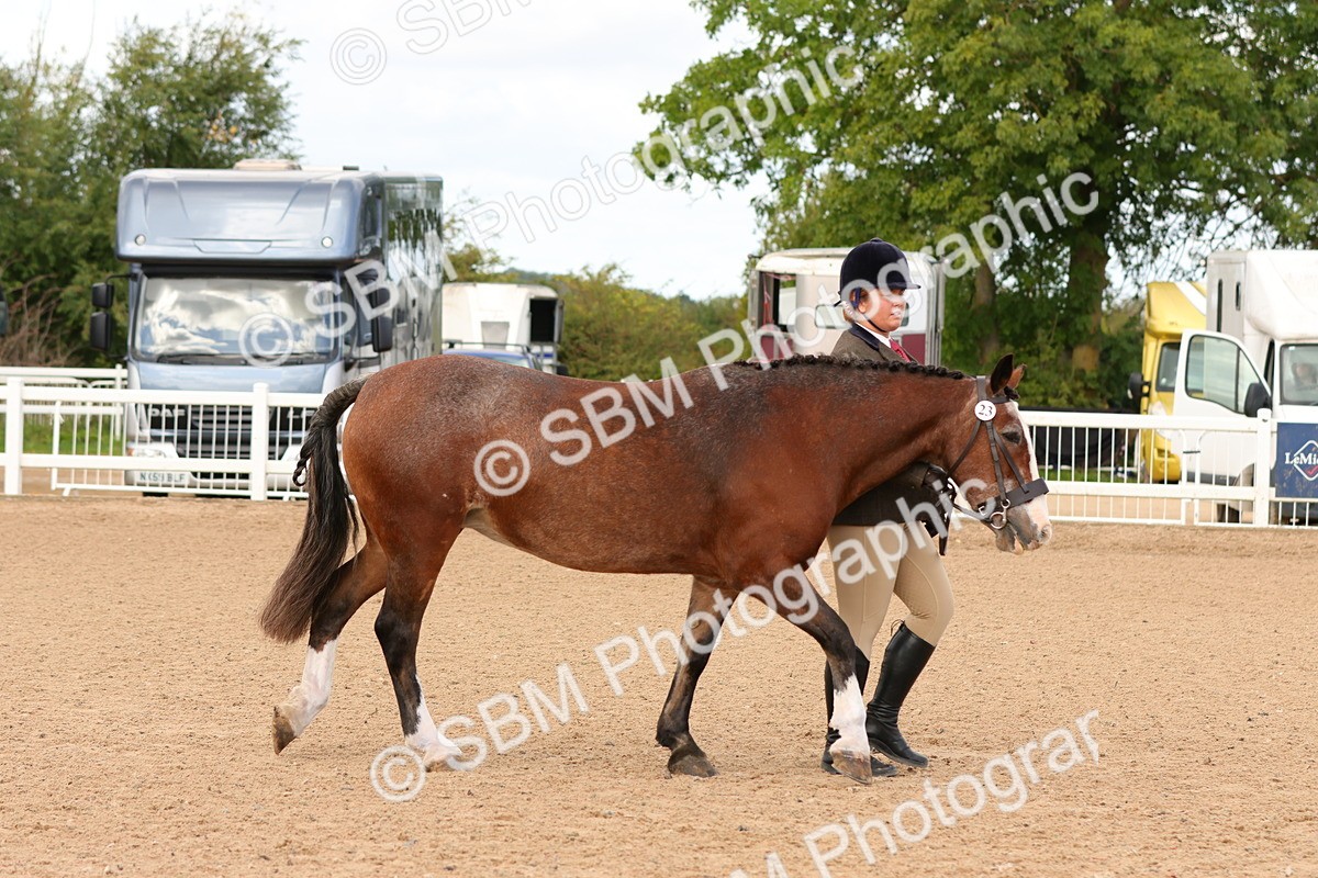 SBM_10265 - Class 206 - IH Non Show Type Pony
