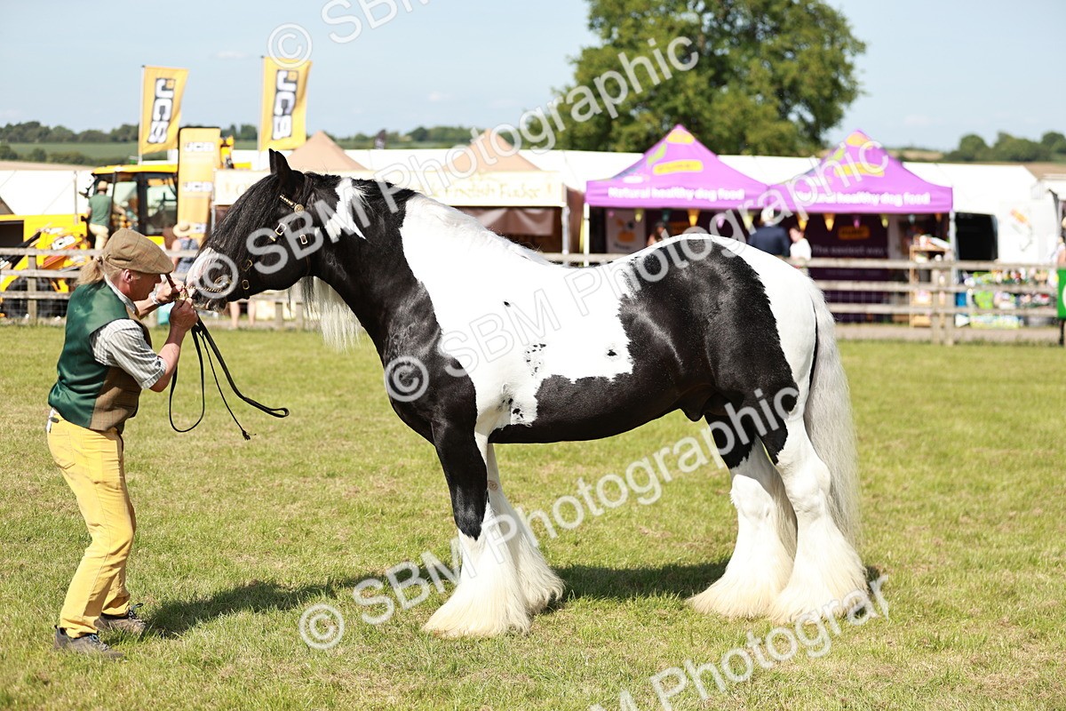 SBM_08861 - Class 63-65 - Traditional Gypsy Cobs In Hand & Ridden