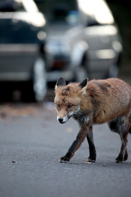 Urban dog fox patroling a Bristol Street - Urban Foxes, Bristol, Great Britain