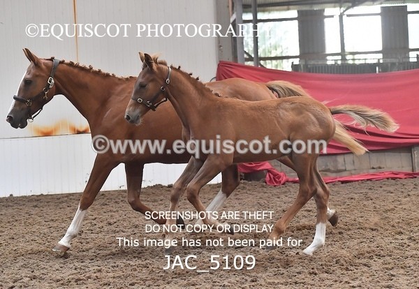 JAC_5109 - 9 Zinzipan