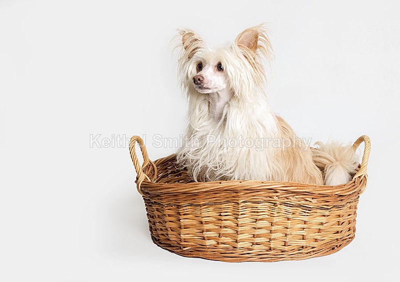 2SKJ4977 - Portraiture