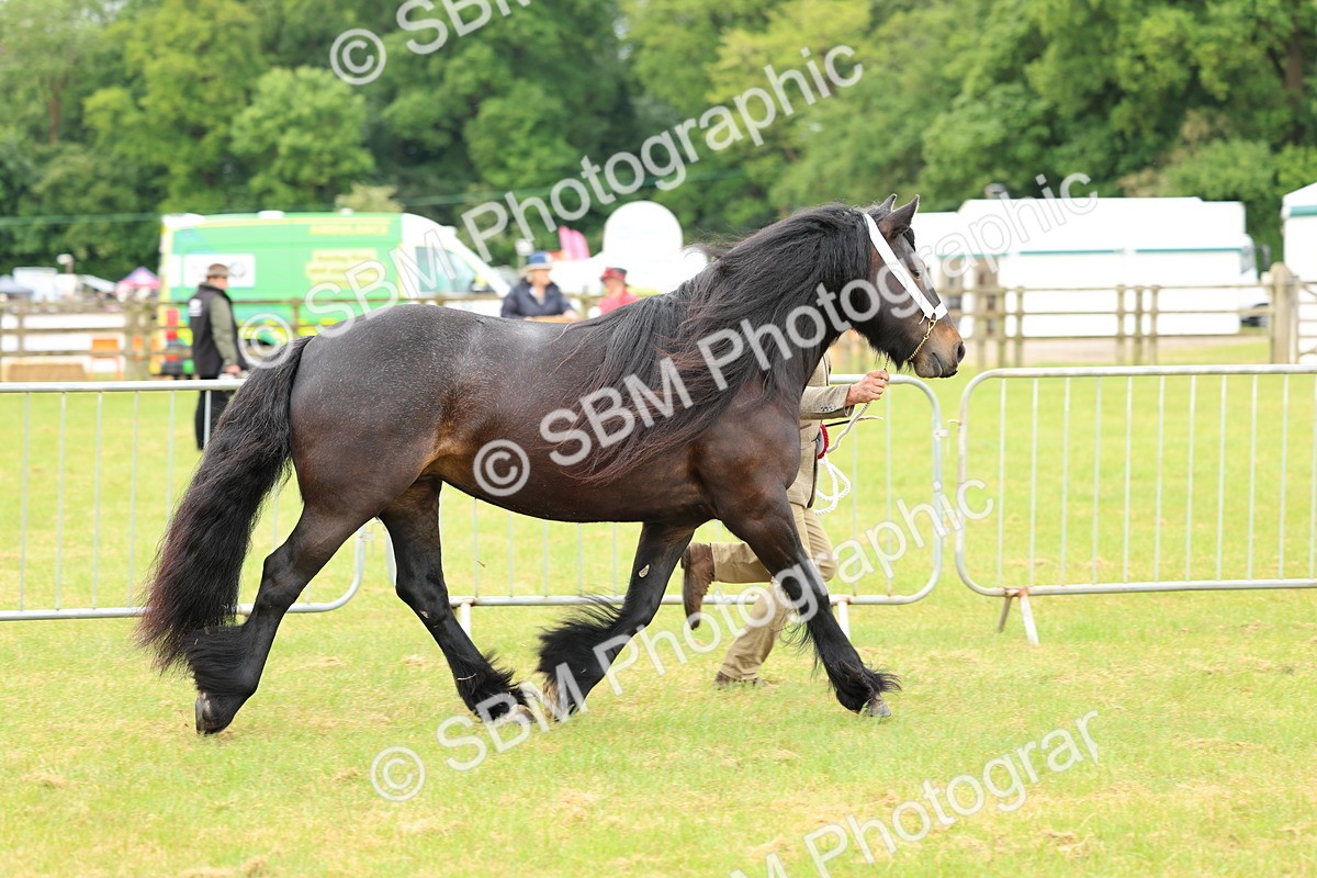 SBM_00598 - Class 58-67 - M&M Non Welsh Pony In hand