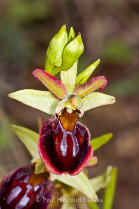 Ophrys sphegodes ssp garganica (Ophrys passionis ssp passionis) - Orchids - Ophrys