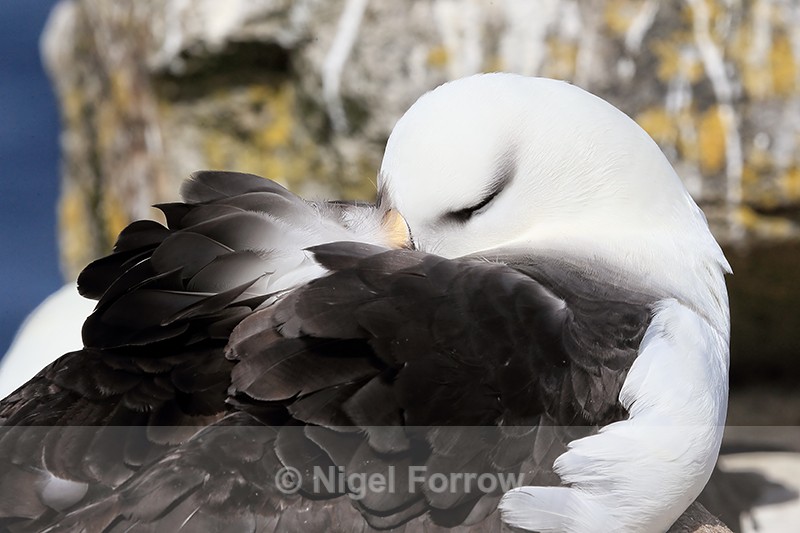 Black-browed Albatross resting, West Point Island, Falklands - Black-browed Albatross