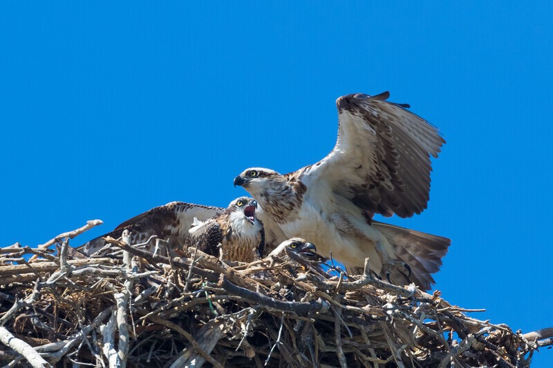0A3A4979 Crowded Nest - Osprey