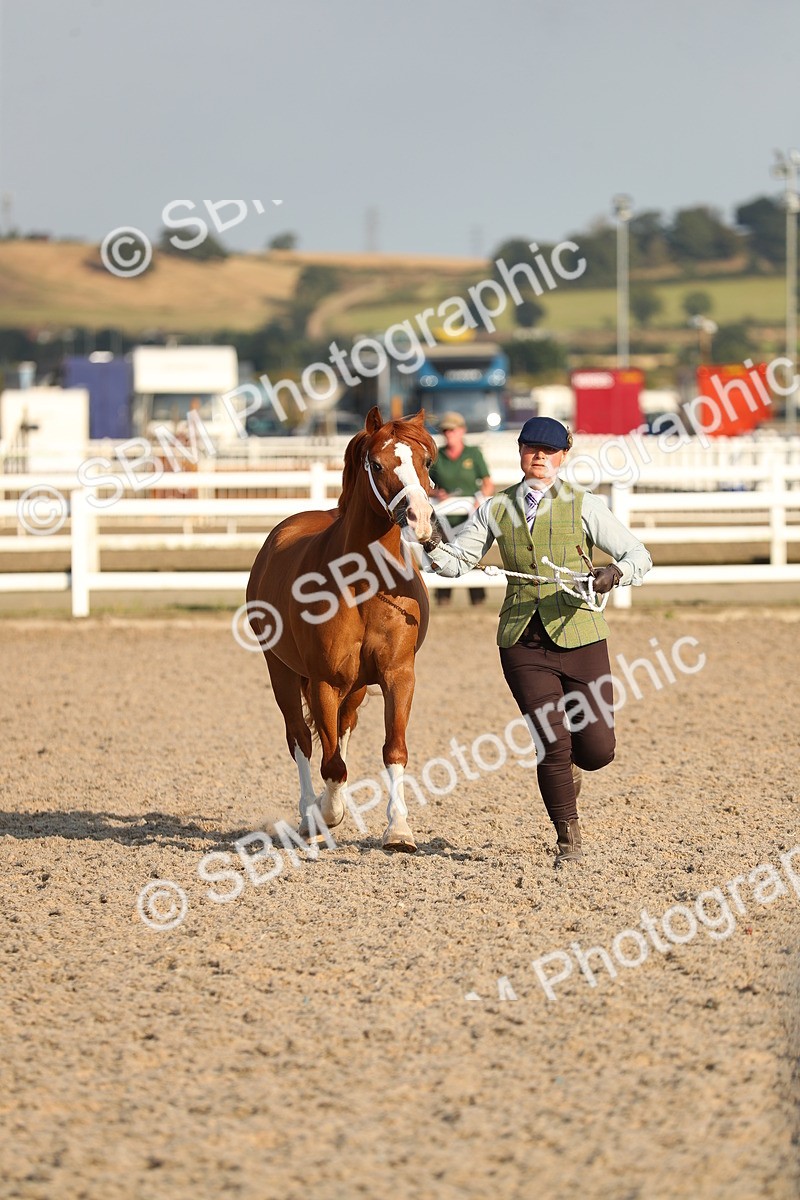 SBM_09011 - Class 29 IH Veteran Pony