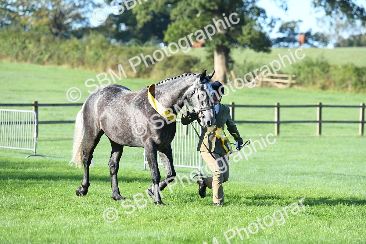 SBM_32855 - S15 - Condition & Turnout In Hand