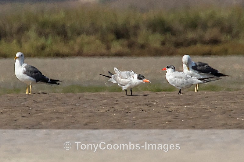 Caspian Tern - Morocco