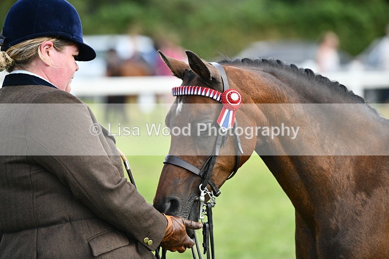 DSC_8484 - Class 69: Pure, Anglo & Part Bred In Hand Arab