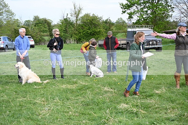 WJ6_9150 - Class 8 Best Working / Gun Dog or Bitch