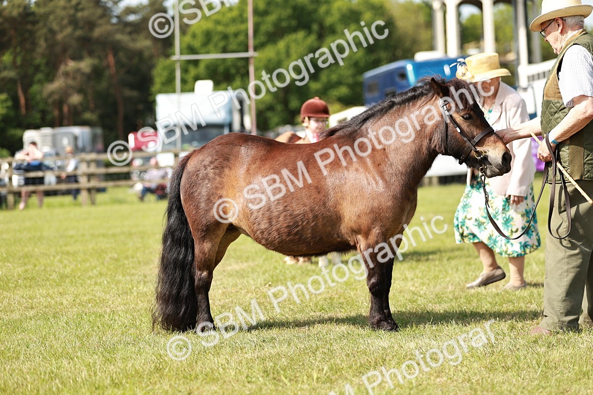 SBM_01838 - Class 14-23 - Mountain & Moorland In Hand Non Welsh