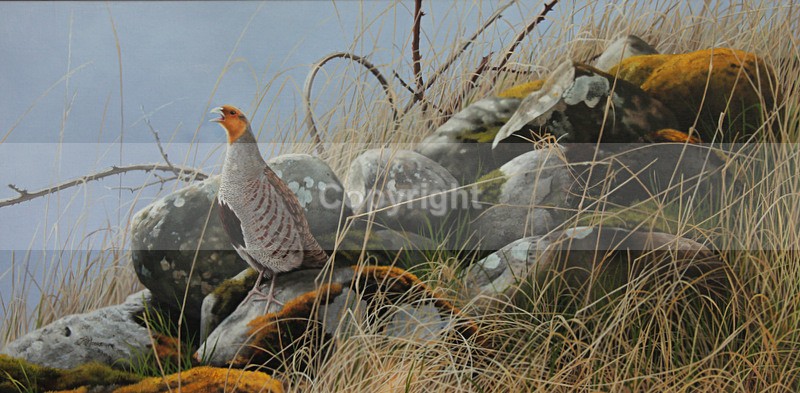 SPRINGWATCH. GREY PARTRIDGE - Birds