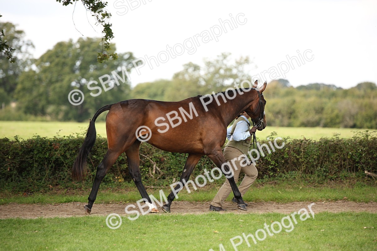 SBM_62950 - In Hand Horse Supreme Championship