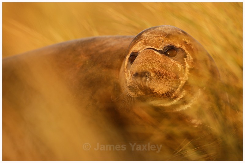 Gold Seal - Latest Work