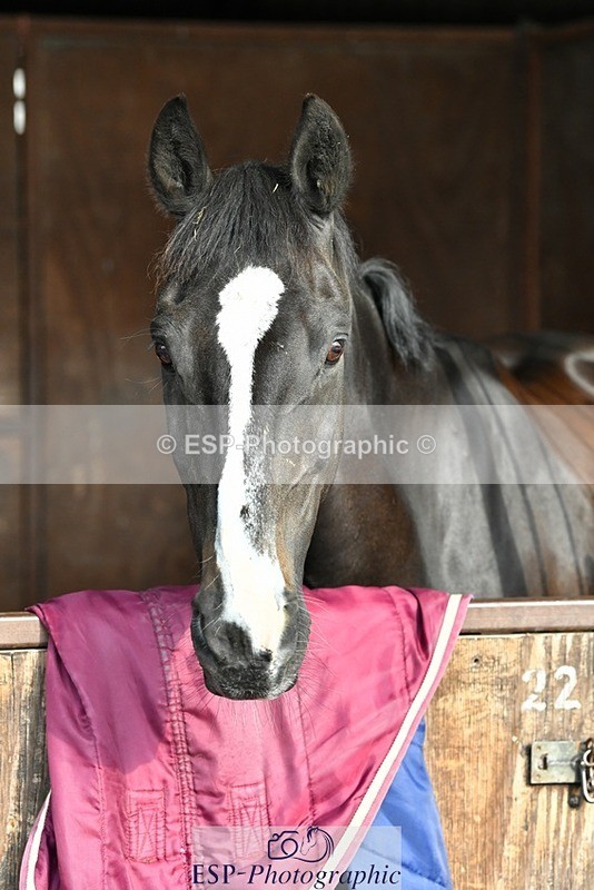 230817-082856-02395 - Stable Shots