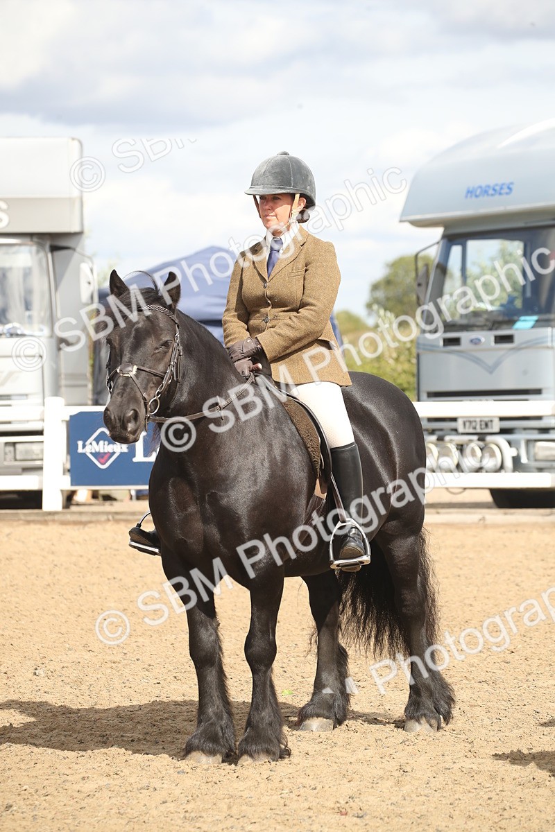 SBM_14575 - Class 505a - M&M Working Veteran - 50cm (15-19)