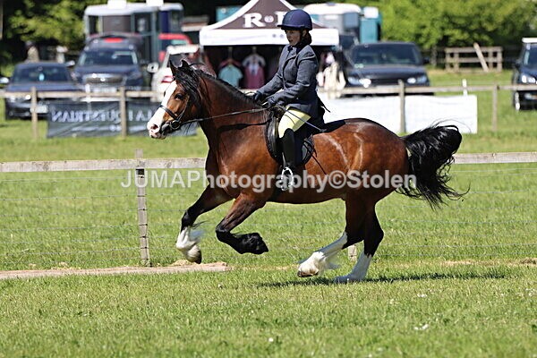 IMG_4062 - Working Hunter