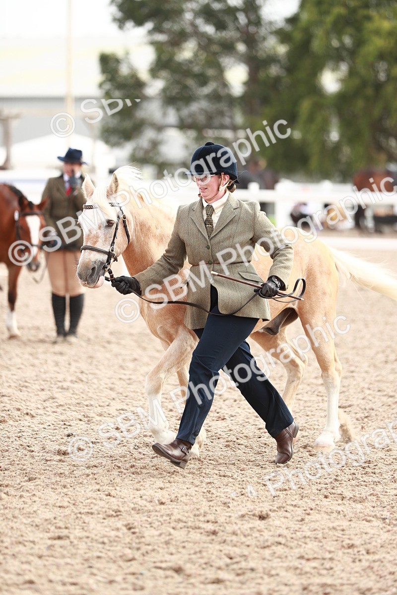 SBM_11849 - Class 206 IH Non Show Type Pony