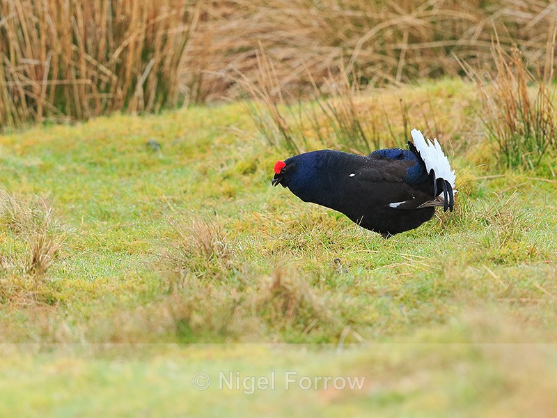 Black Grouse (male) lekking, Scotland - Black Grouse