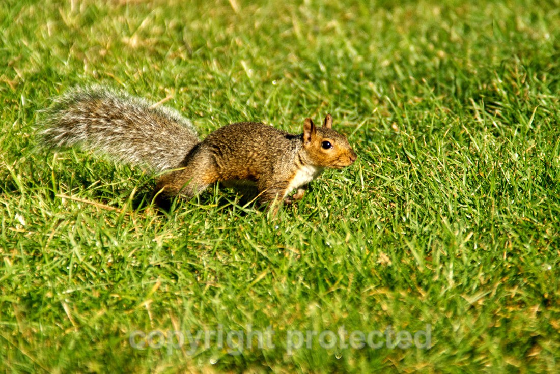 Grey Squirrel - Hickling Broads - Norfolk - Mammals
