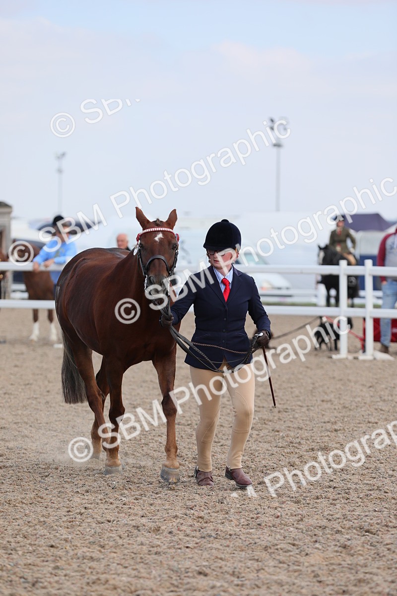 SBM_15831 - Class 312 IH Competition Horse/Pony