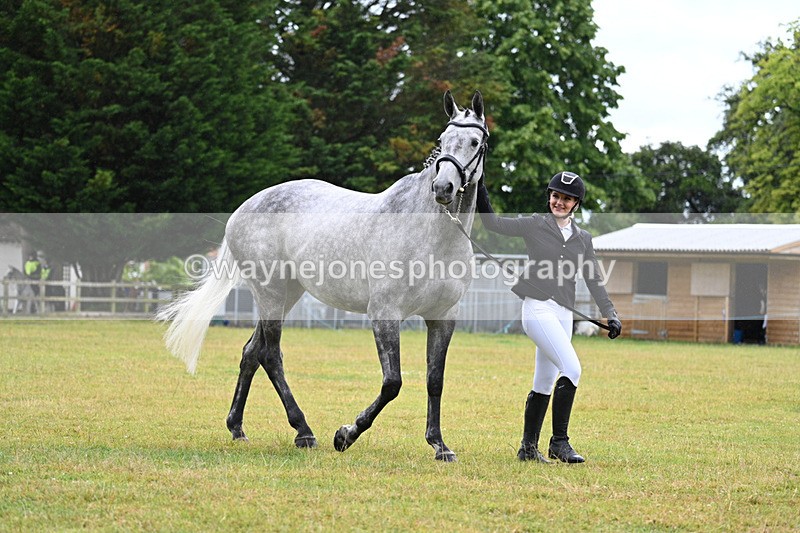 WJ7_6004 - Class 4a Prettiest Mare over 14hh