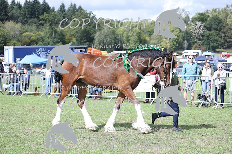 APP_3229 - Class 3 Youngstock