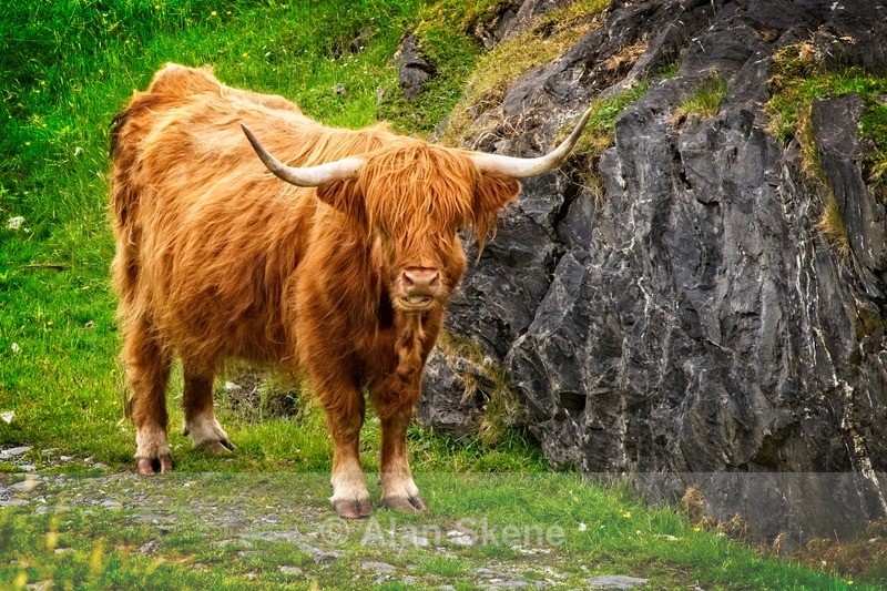 DSC01973 - Lismore West Scotland