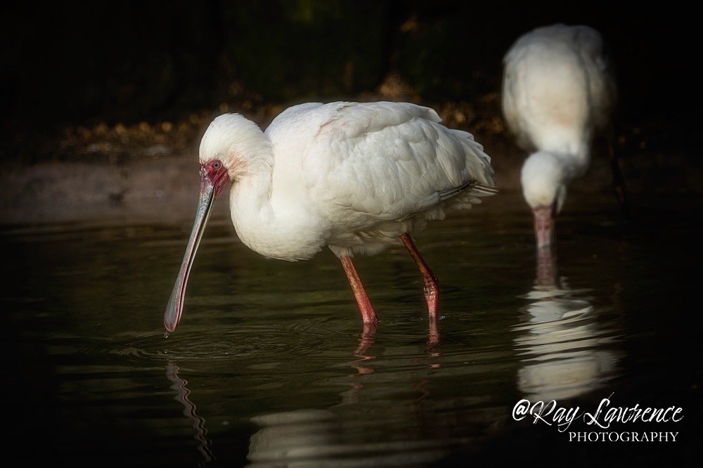 African Spoonbill - RLP_2695-1059 - Vulnerable and Beyond