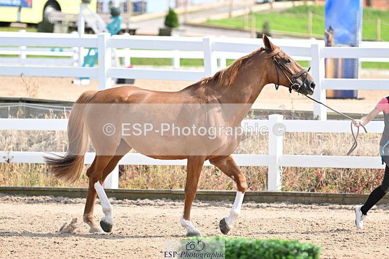 240717A-155551-03196 - Trot Up 3pm to 4pm