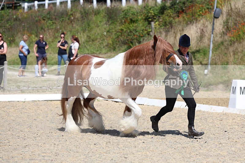 3E7A9881 - In Hand Championship