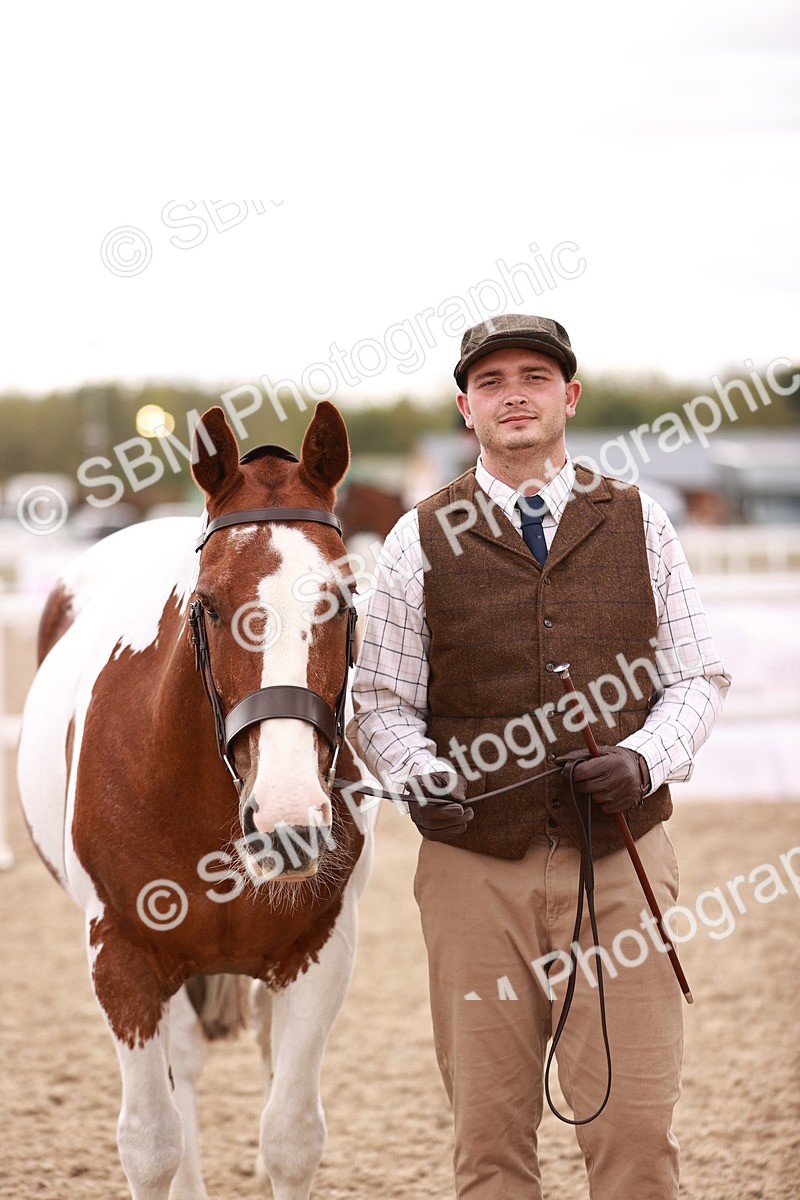 SBM_16218 - Class412 - Handsome Gelding (IH  or Ridden) Adult