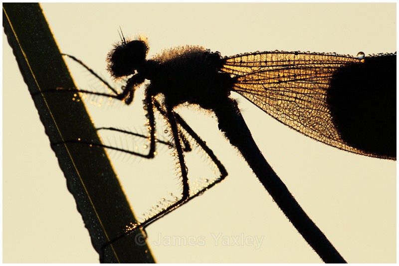 Dew Drop Demoiselle on Reed - Butterflies, Dragonflies and Demoiselles